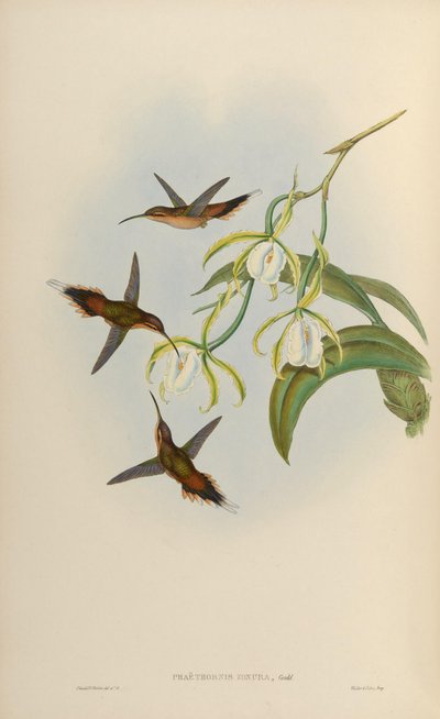 Phaethornis zonura = Phaethornis griseogularis zonura by John Gould